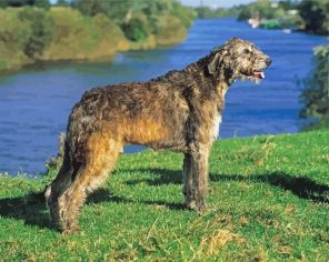 Irish Wolfhound Paint By Numbers