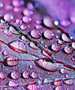 Leaf Raindrop Paint By Numbers