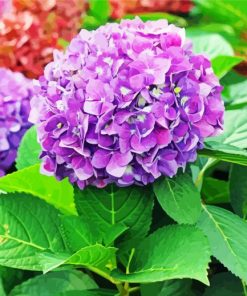Hydrangeas Roses Paint By Numbers