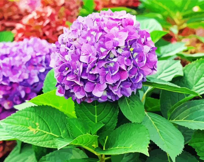 Hydrangeas Roses Paint By Numbers