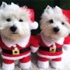 Christmas Puppies Paint By Numbers