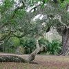 Southern Live Oaks Paint By Numbers