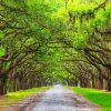 Live Oaks Path Paint By Numbers