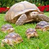 Turtle With Her Babies Paint By Numbers