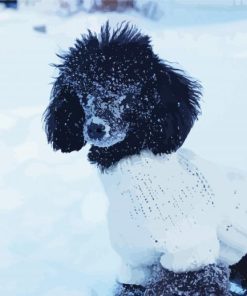 Toy Poodle In Snow Paint By Numbers