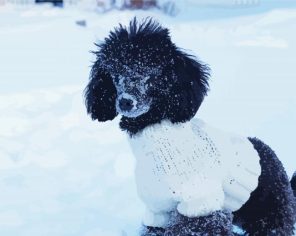 Toy Poodle In Snow Paint By Numbers
