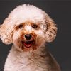 Adorable Toy Poodle Paint By Numbers