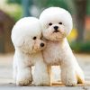 Toy Poodle Puppies Paint By Numbers
