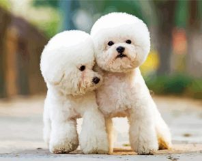 Toy Poodle Puppies Paint By Numbers