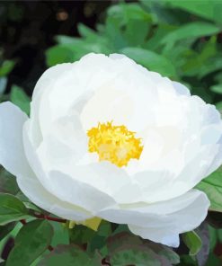 White Peony Flower Paint By Numbers