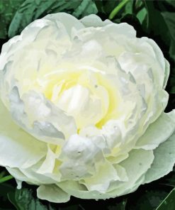 White Peony Rose Paint By Numbers