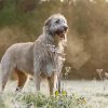Wolfhound Dog Paint By Numbers