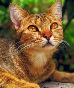 Adorable Abyssinian Kitty Paint By Numbers