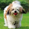 Adorable Lhassa Apso Paint By Numbers