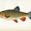 Chub Fish Paint By Numbers