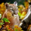 Cougar Cat Paint By Numbers