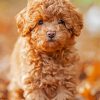 Cute Toy Poodle Paint By Numbers