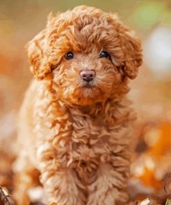 Cute Toy Poodle Paint By Numbers