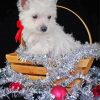 Christmas Westie Puppy Paint By Numbers