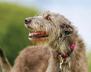 Wolfhound Paint By Numbers