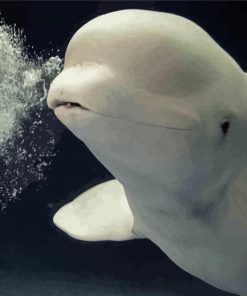 Beluga Whale Animal Paint By Numbers
