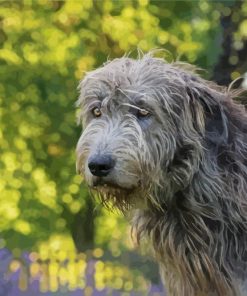 Grey Wolfhound Paint By Numbers