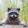 Adorable Racoon Paint By Numbers
