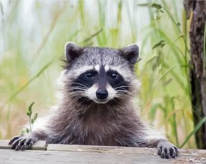 Adorable Racoon Paint By Numbers