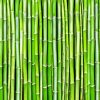 Green Bamboo Paint By Numbers