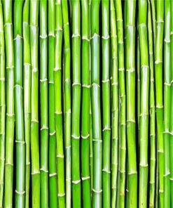 Green Bamboo Paint By Numbers