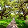 Live Oak Trees Paint By Numbers