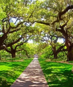 Live Oak Trees Paint By Numbers