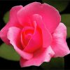 Pink Rosebud Flower Paint By Numbers