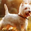 Westie Terrier Dog Paint By Numbers