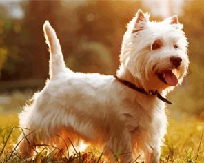 Westie Terrier Dog Paint By Numbers