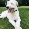 White Wolfhound Paint By Numbers
