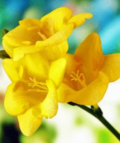 Yellow Freesia Paint By Numbers