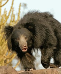 Sloth Bear Paint By Paintings