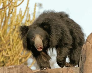 Sloth Bear Paint By Paintings