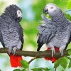 Grey Parrots Paint By Numbers