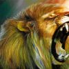 Angry lion Paint By Numbers