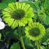 Green Coneflowers Paint By Numbers