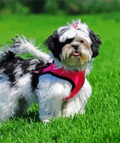 Cute Shih Tzu Puppy Paint by Numbers