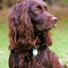 Boyking Spaniel Puppy Paint by Numbers