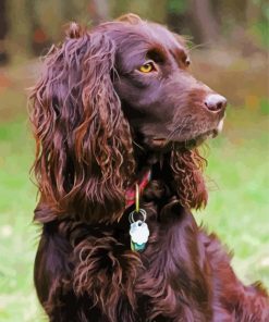 Boyking Spaniel Puppy Paint by Numbers