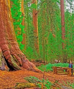 California Redwoods Paint By Numbers