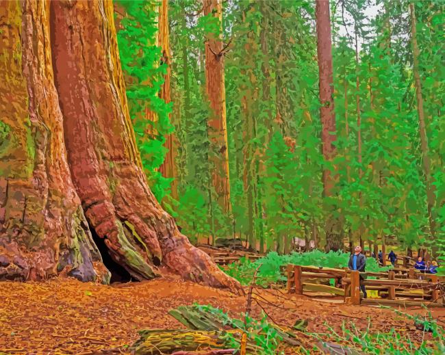 California Redwoods Paint By Numbers