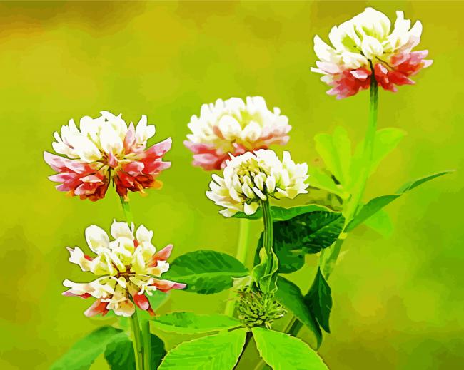 Clover Flowers Paint by Numbers