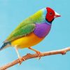 Colorful Cute Bird Paint by Numbers