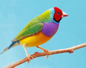Colorful Cute Bird Paint by Numbers